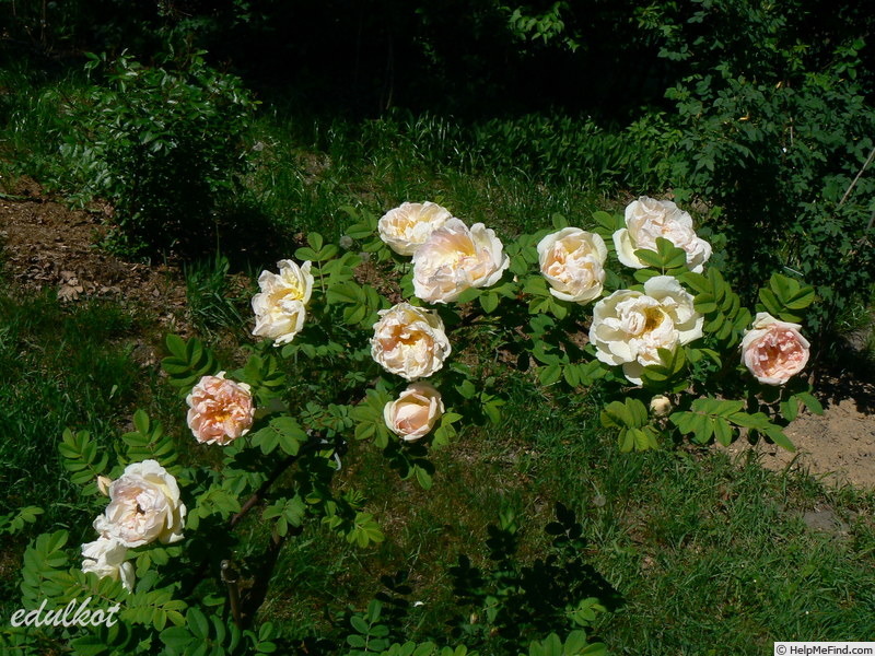 'Dr. E. M. Mills' rose photo
