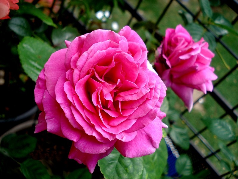 'Chartreuse de Parme' rose, click to enlarge 'Chartreuse de Parme' rose photo