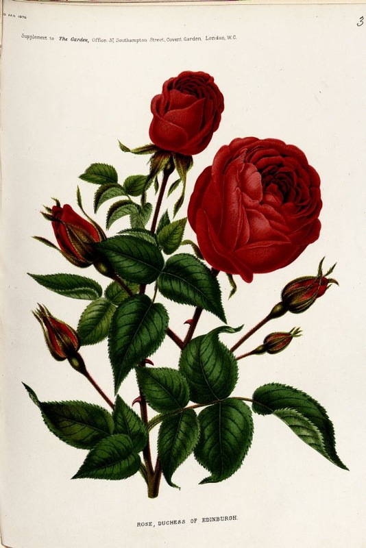 'Prince Wasiltchikoff' rose photo
