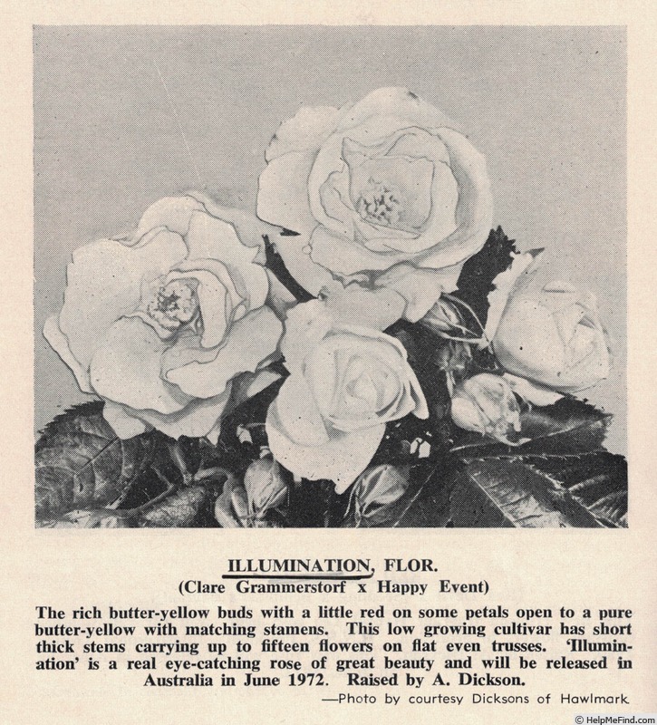 'Illumination (floribunda, Dickson, 1970)' rose photo
