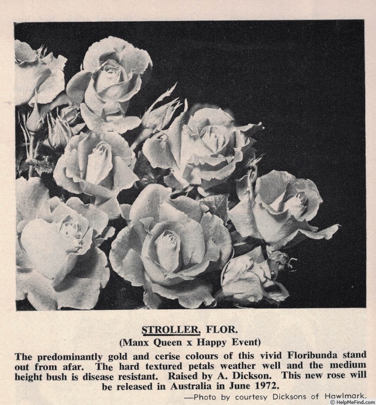 'Stroller' rose photo