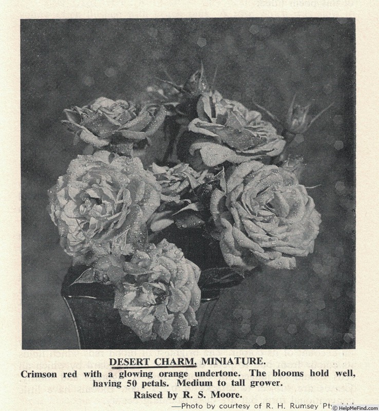 'Desert Charm' rose photo