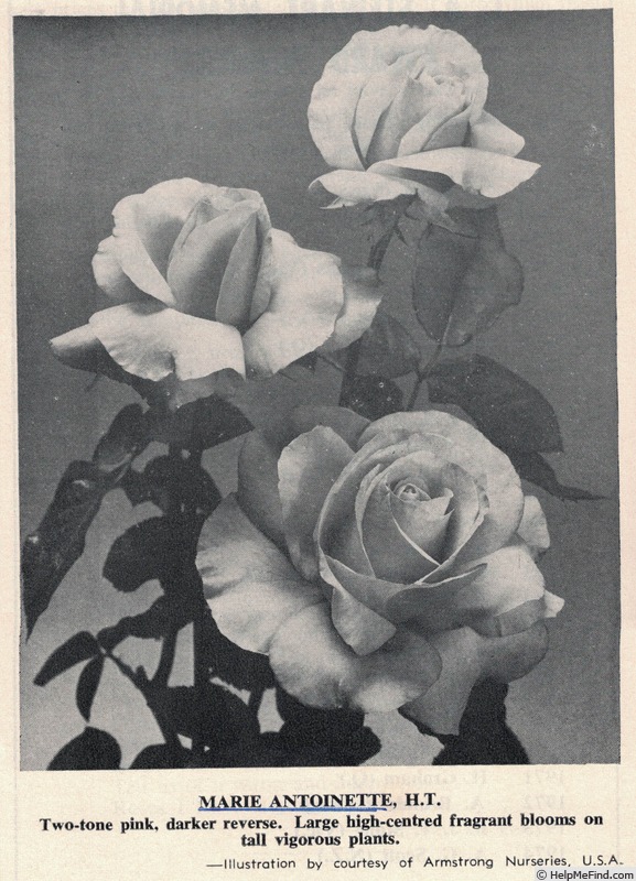 'Marie Antoinette (hybrid tea, Armstrong, 1968)' rose photo