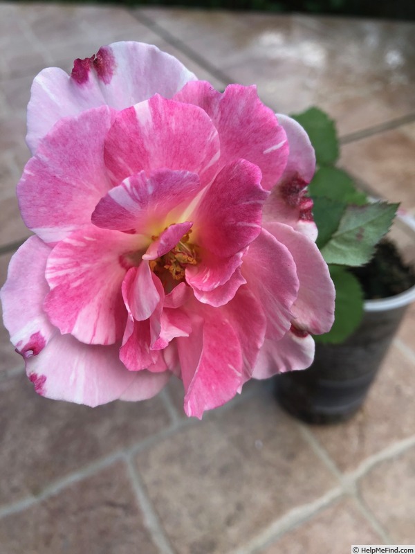 'DPG-2016-11-1_S2' rose photo