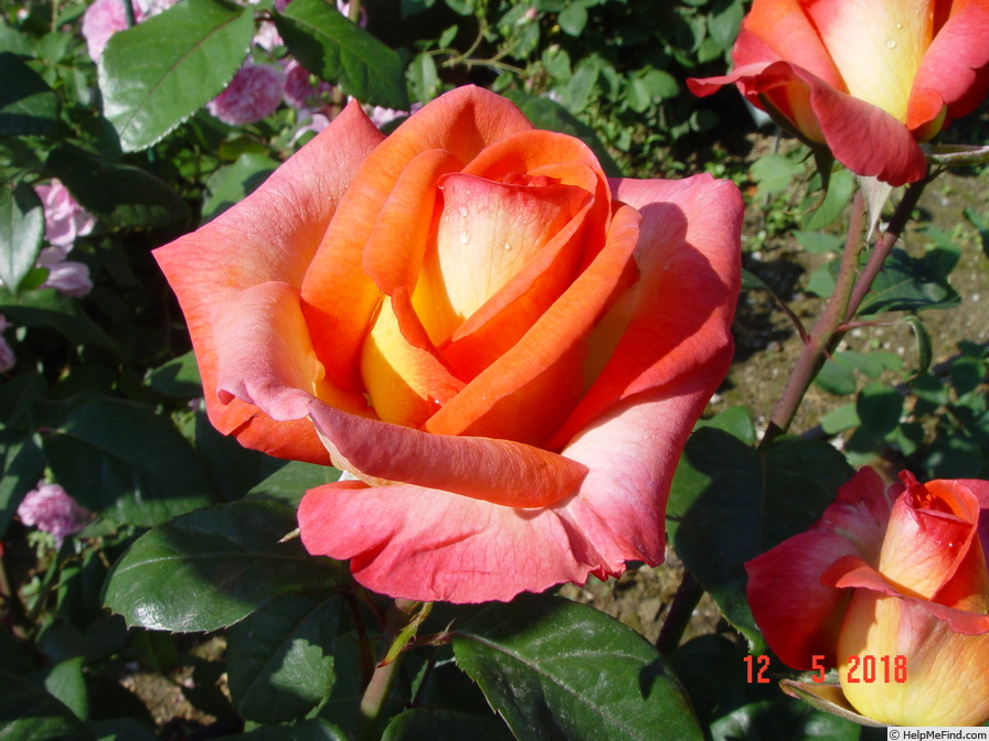 'Sunrise (hybrid tea, Adam 2010)' rose photo