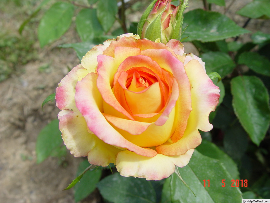 'Aruba' rose photo