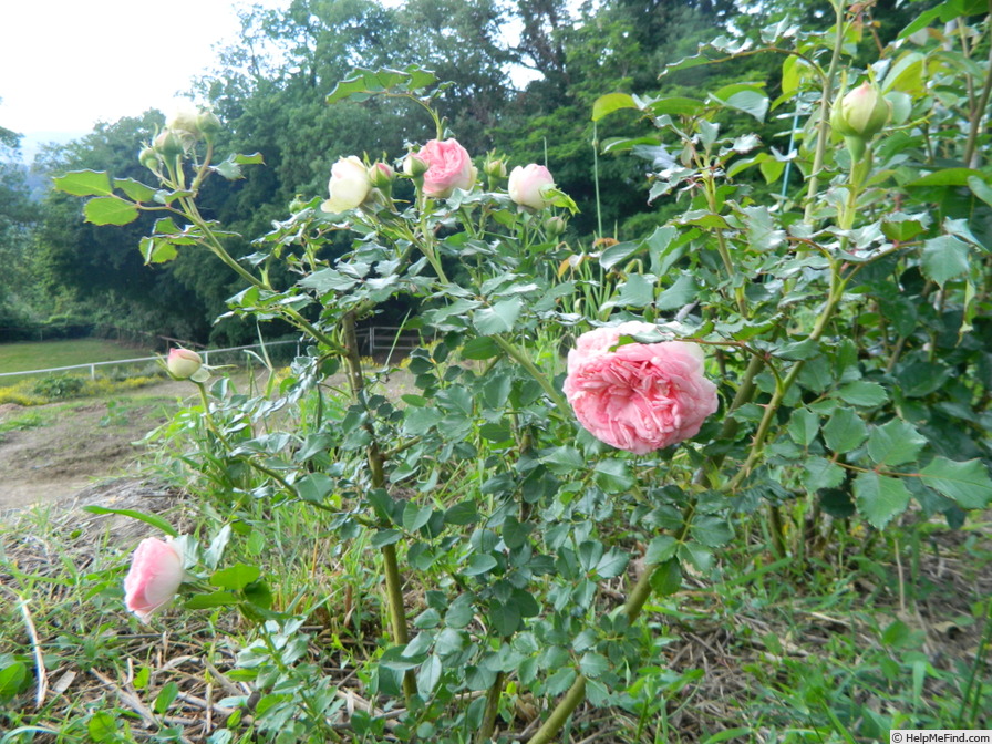 'Park Pal' rose photo