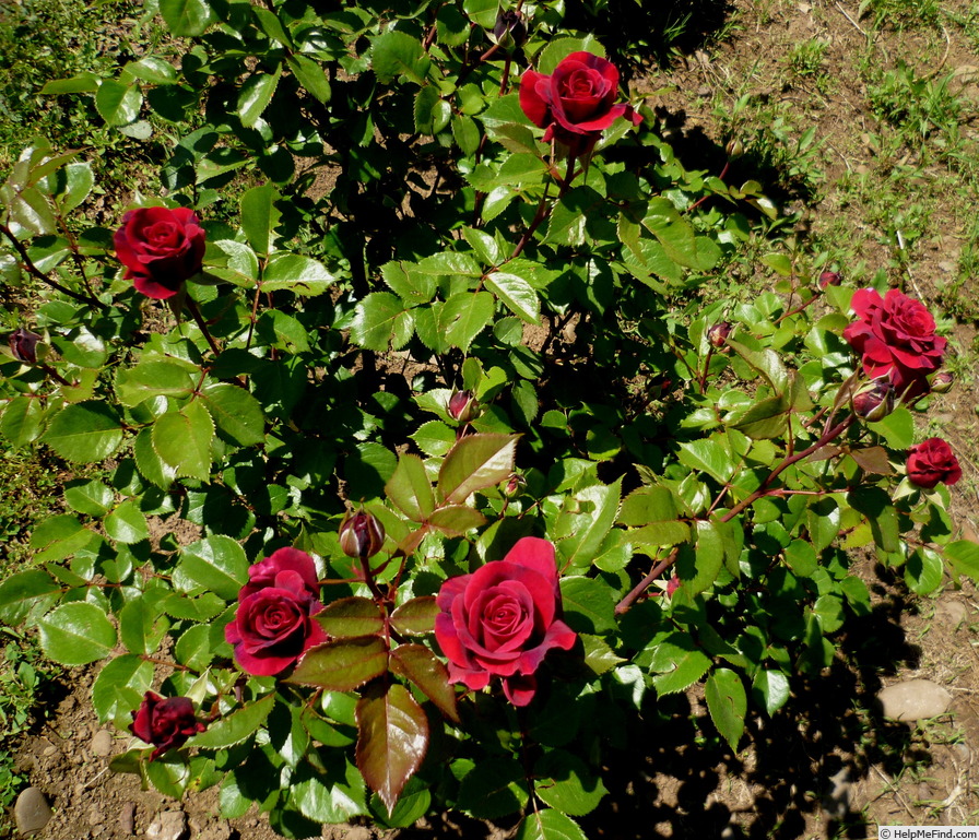 'Bellevue ® (hybrid tea, Kordes 2006)' rose photo