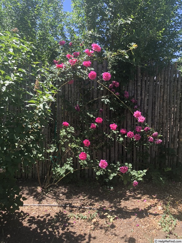 'Pink Don Juan' rose photo