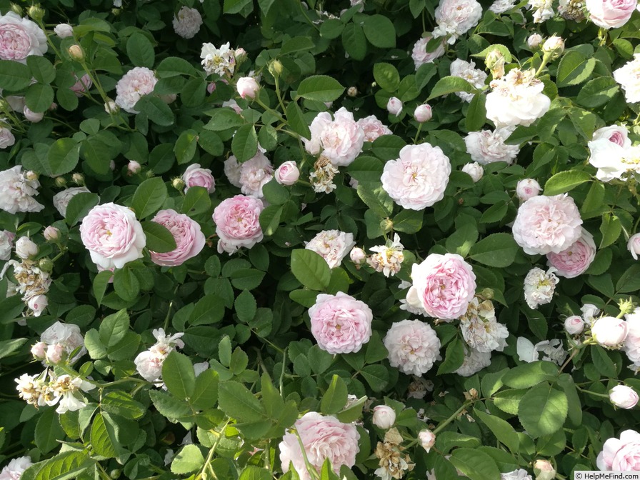 'Duchesse De Montebello (hybrid China, Laffay, 1824)' rose photo