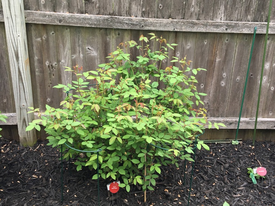 'My Garden in NJ, zone 7a'  photo