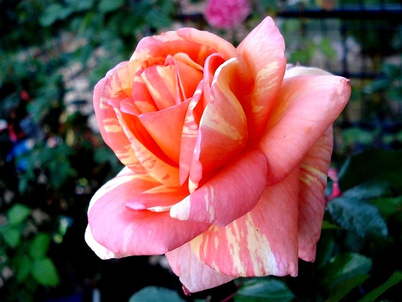 'La Rose  des Impressionnistes ®' rose photo
