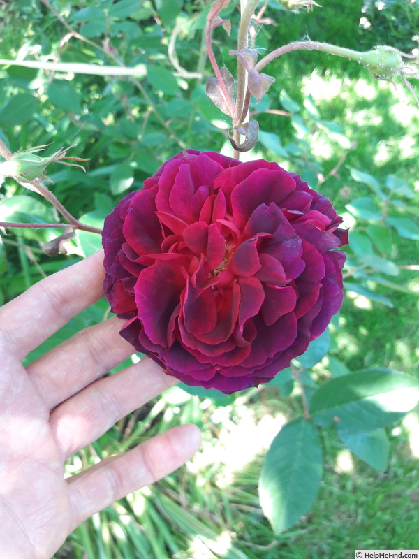 'Marcel Vrignaud' rose photo