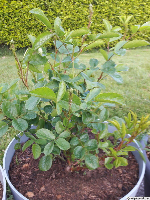 'Orange King (polyantha, Cutbush, 1922)' rose photo