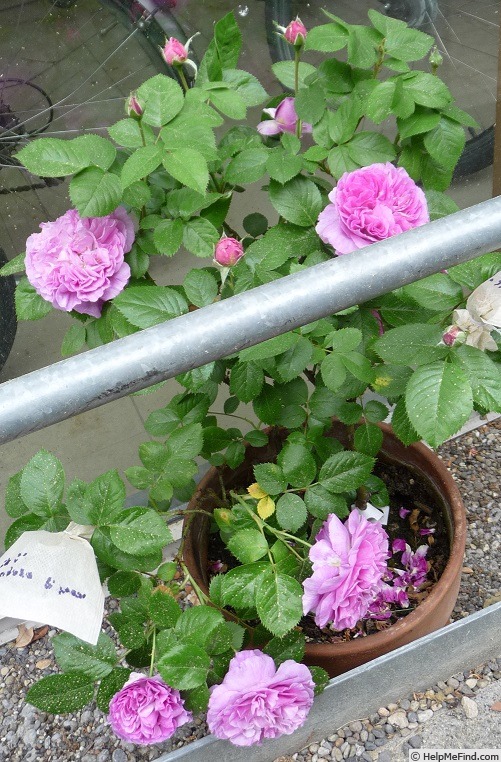 'Parfum Flower Circus' rose photo