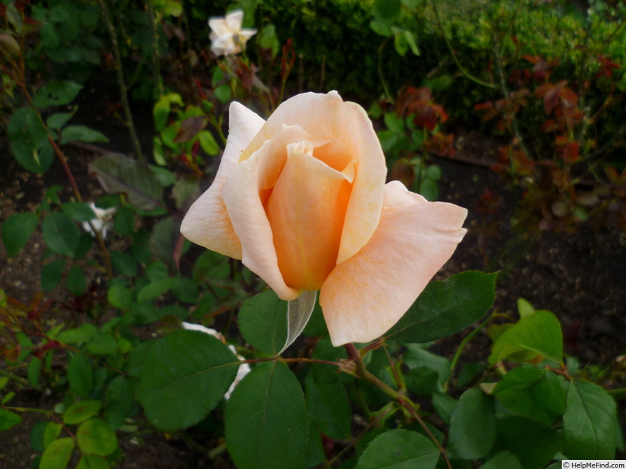 'Amanecer' rose photo