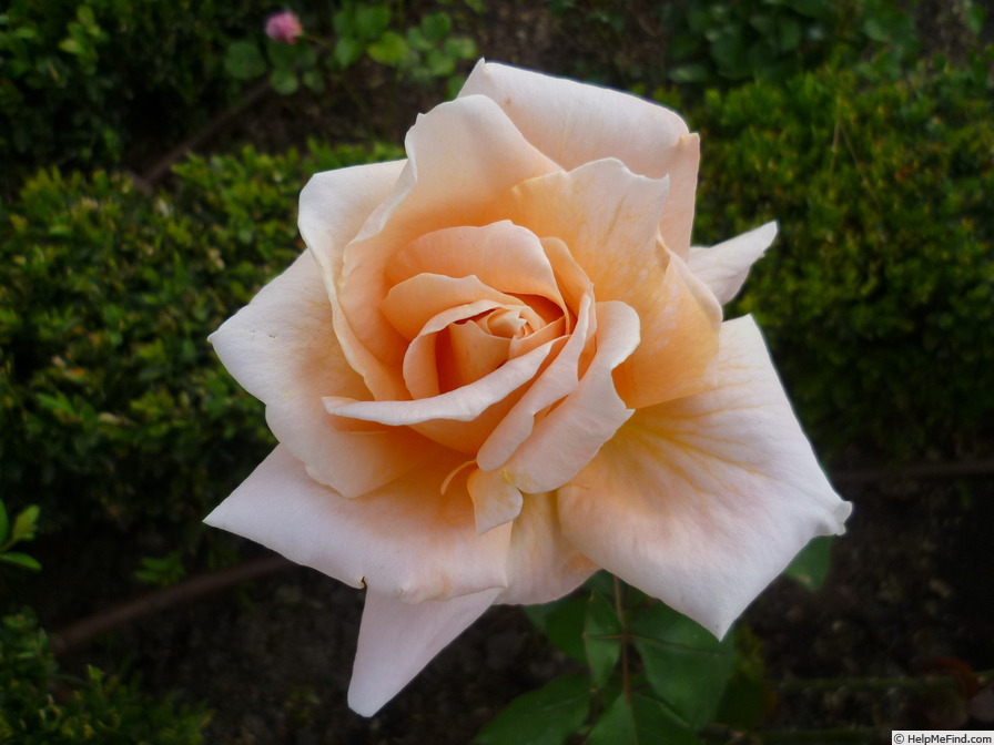 'Amanecer' rose photo