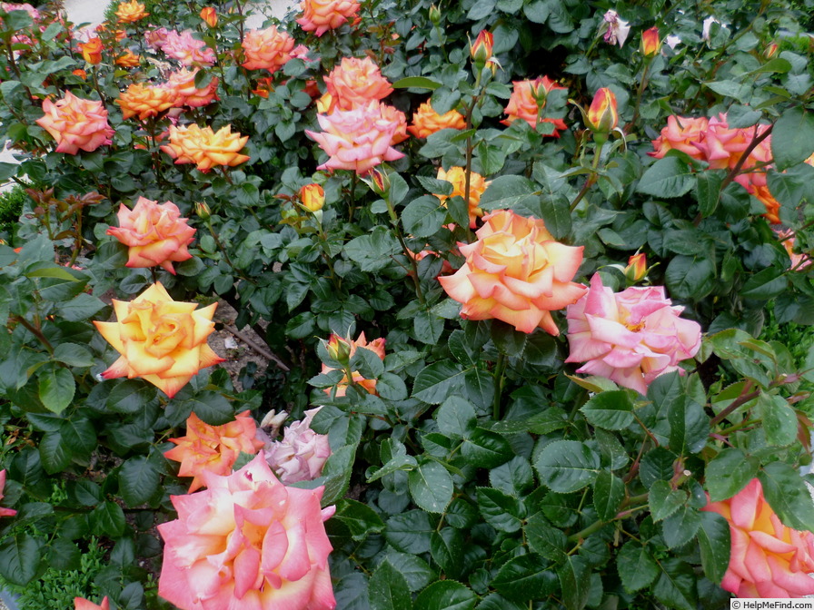'Bea (floribunda, Muñoz, 1984)' rose photo