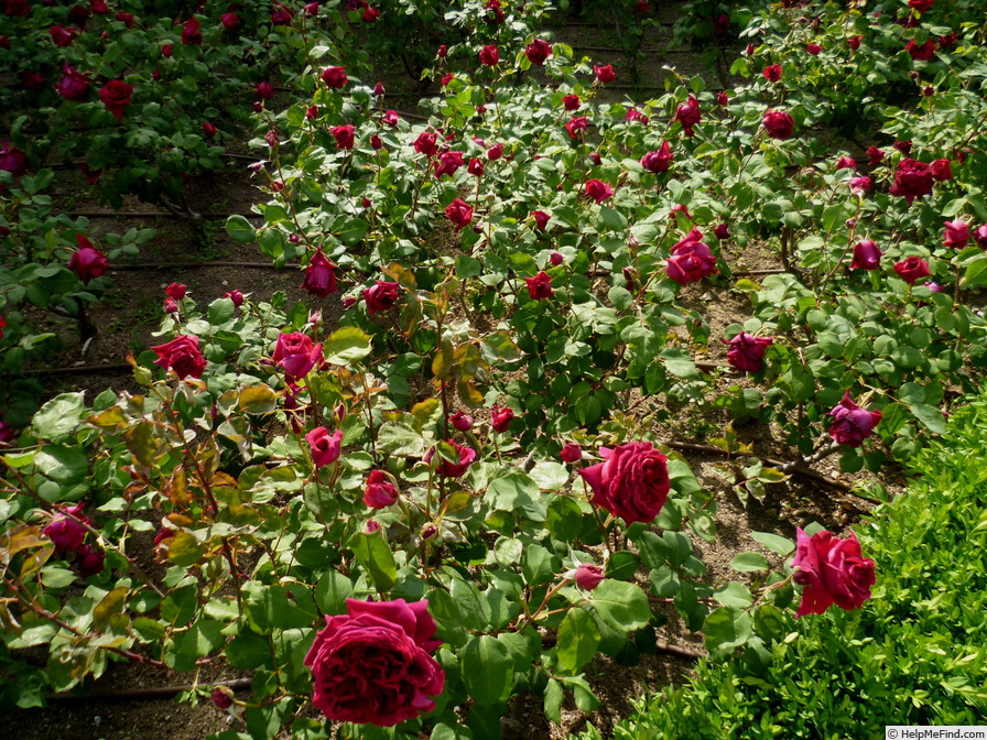 'Cecilio Rodriguez' rose photo