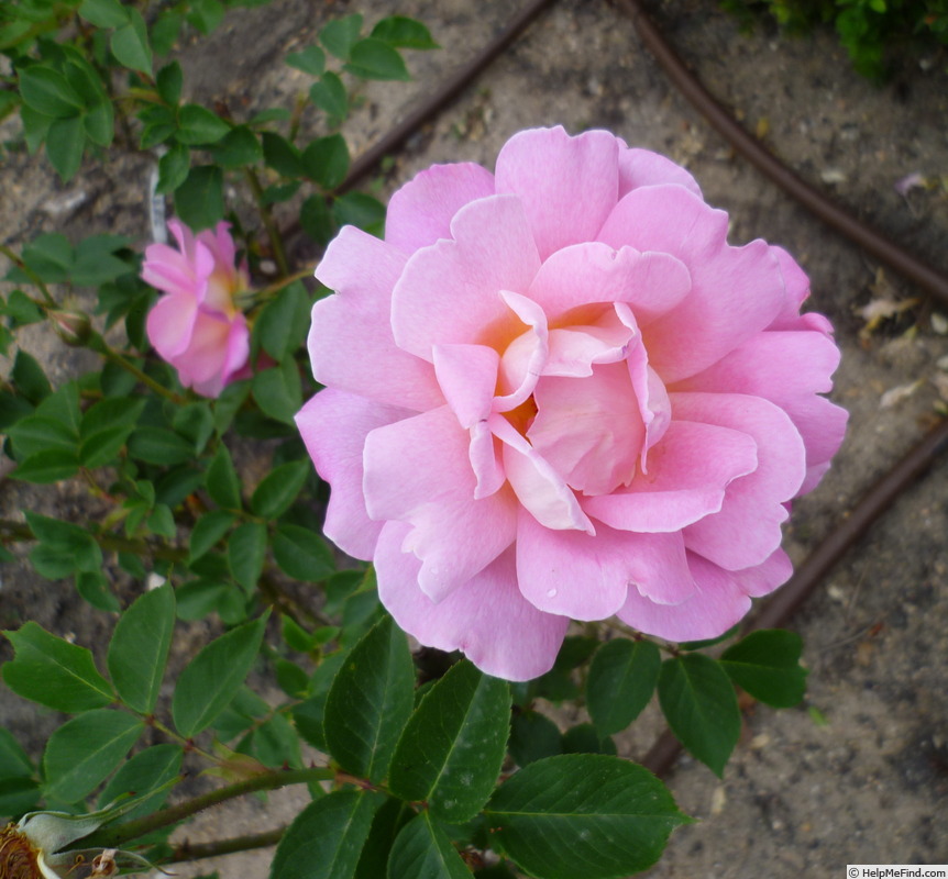 'Recuerdo de Felio Camprubi' rose photo