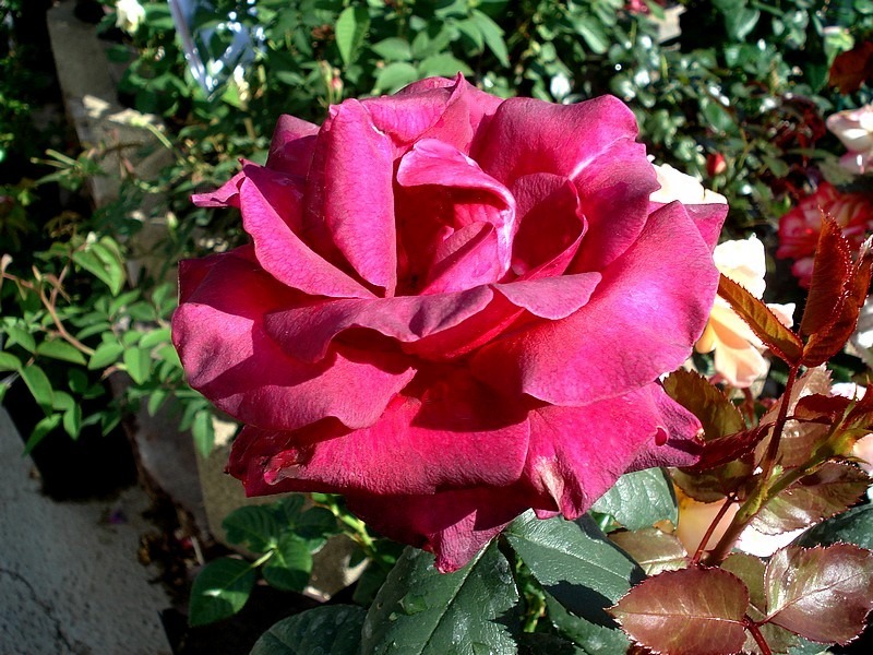 'Cave de Tain ®' rose photo