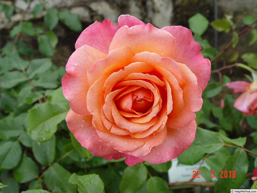 'Albrecht Dürer' rose photo