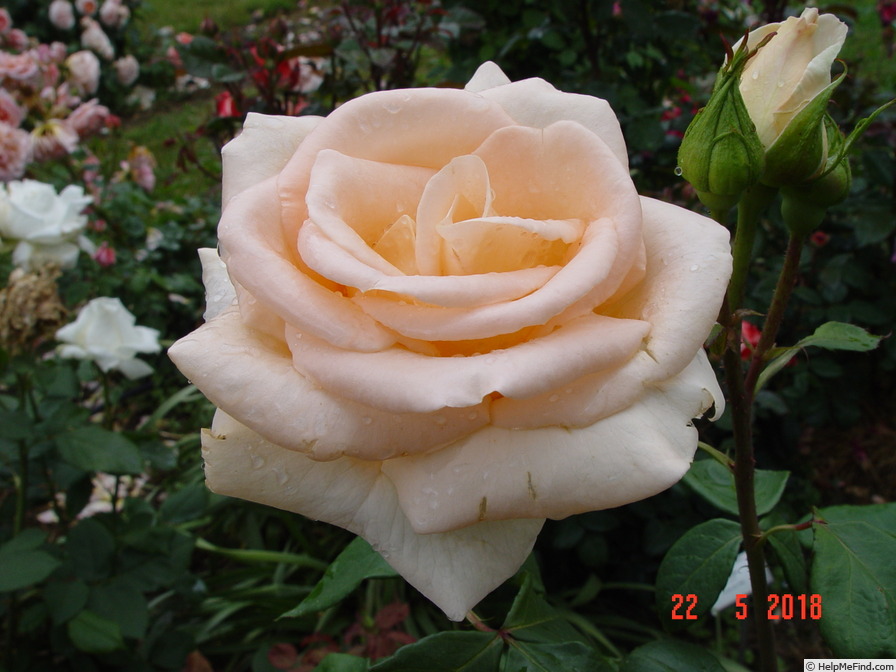 'Osiana ™' rose photo