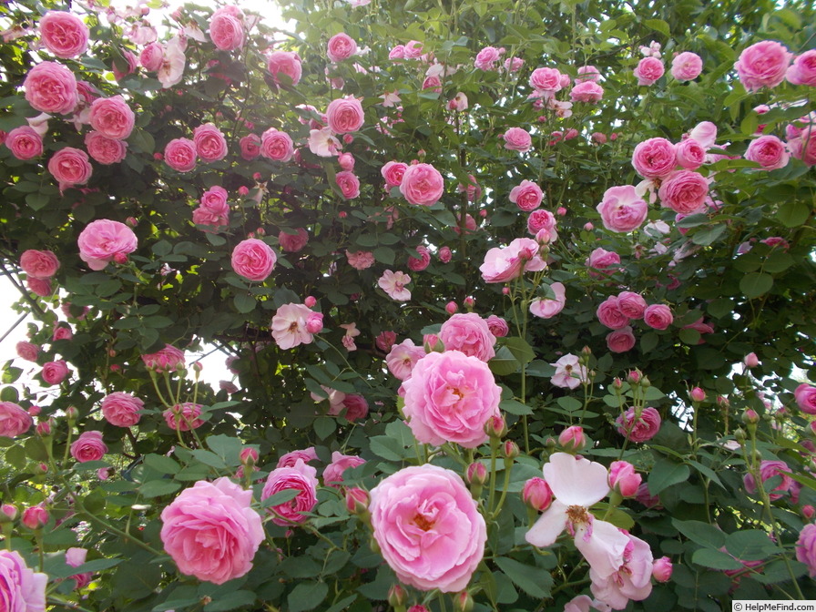 'Louise Odier (Bourbon, Margottin, 1851)' rose photo