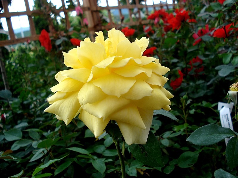 'Landora ®' rose photo