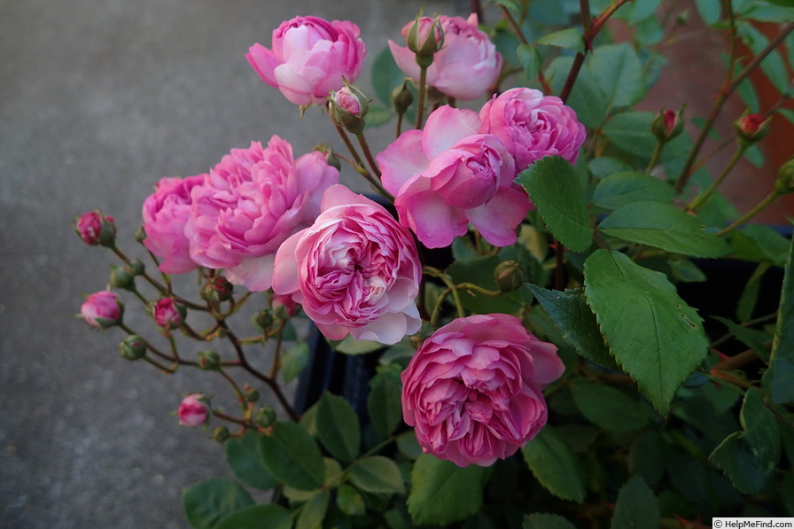 'Vineyard Song' rose photo