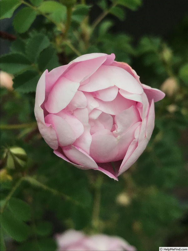 '<i>Rosa spinosissima</i> 'Andrewsii'' rose photo