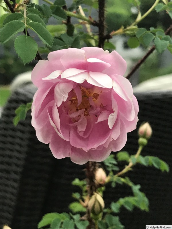 '<i>Rosa spinosissima</i> 'Andrewsii'' rose photo