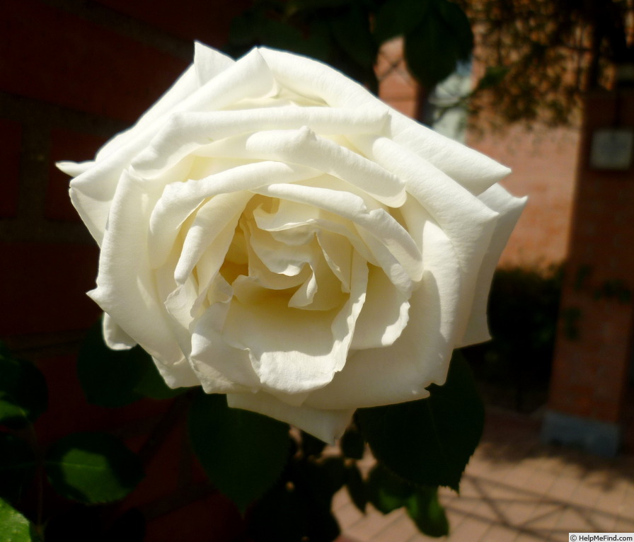 'Paul's Lemon Pillar' rose photo