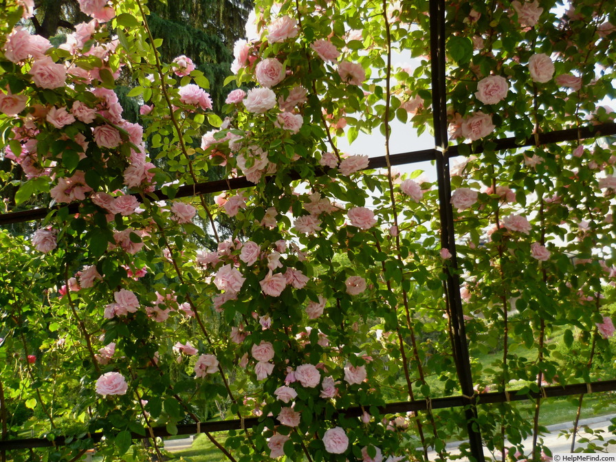 ‘Kathleen Harrop’ Rose Photo