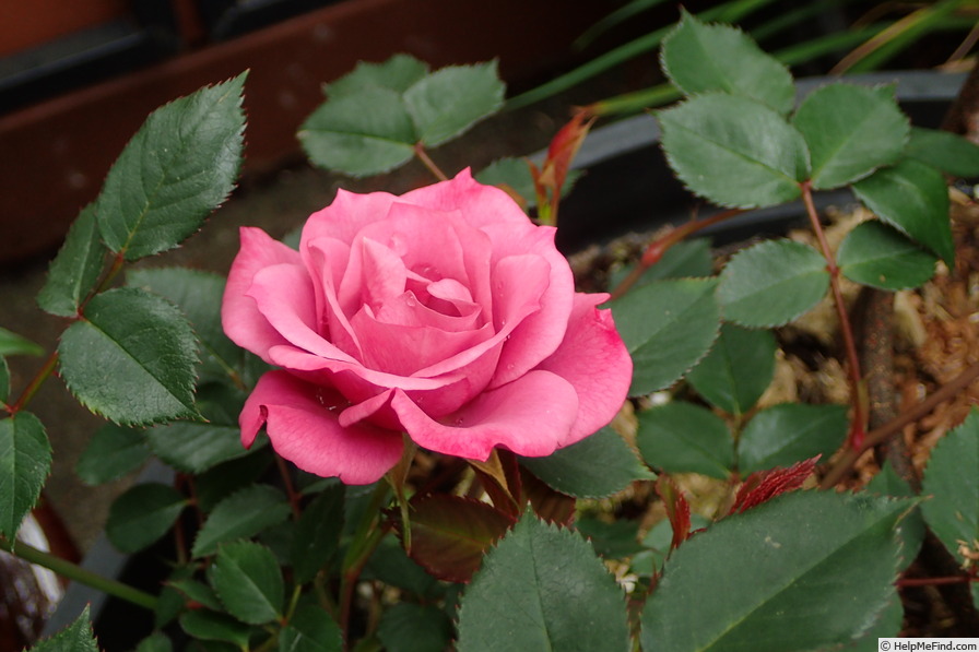 'Sachet ™' rose photo