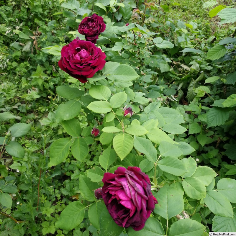 'Souvenir du Docteur Jamain (Hybrid Perpetual, Lacharme, 1865)' rose photo