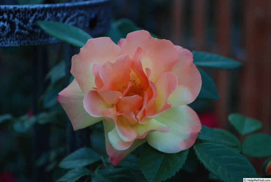 'The Magician' rose photo