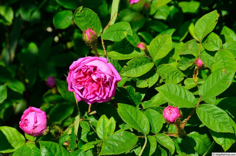 'R. muscosa japonica' rose photo