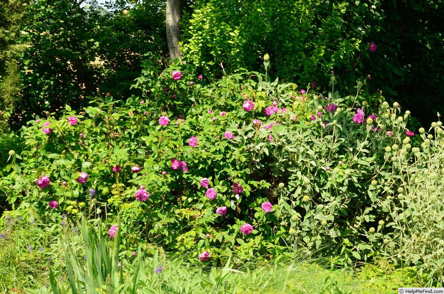'R. muscosa japonica' rose photo