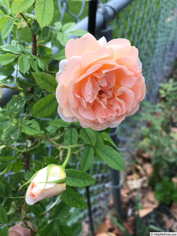 'Peaceful Peach' rose photo