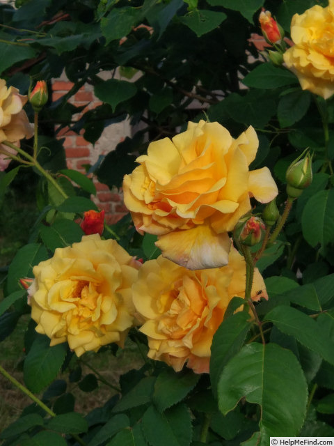 'Postillion ® (shrub, Kordes 1998)' rose photo