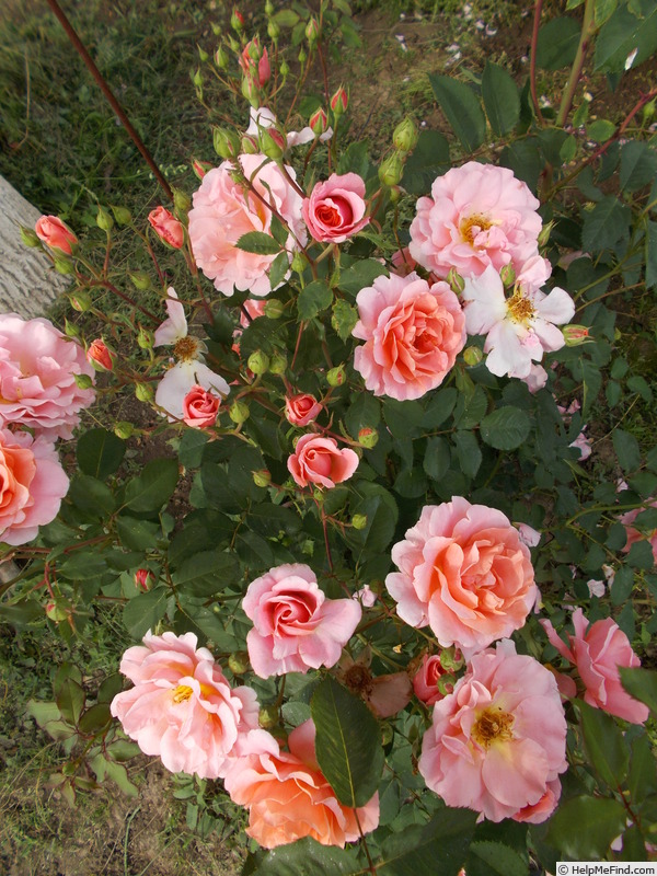 'Alibaba ®' rose photo