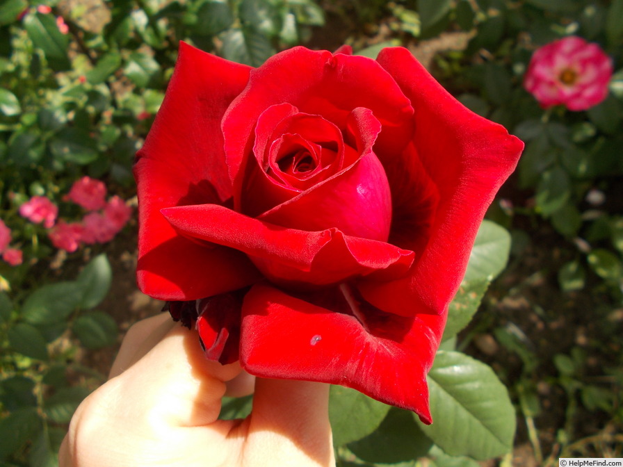 'Botero ®' rose photo