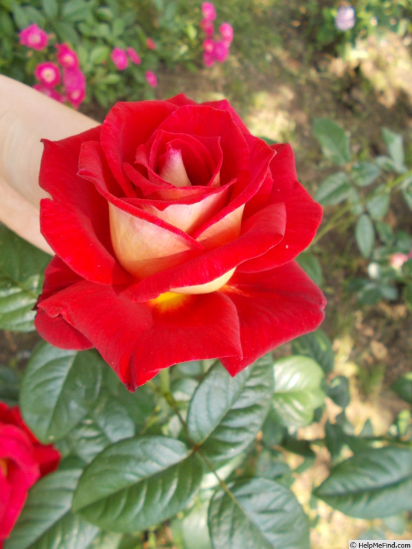 'Bicolette' rose photo