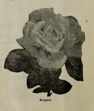 'Bougère' rose photo