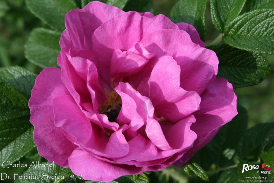 'Charles Albanel' rose photo