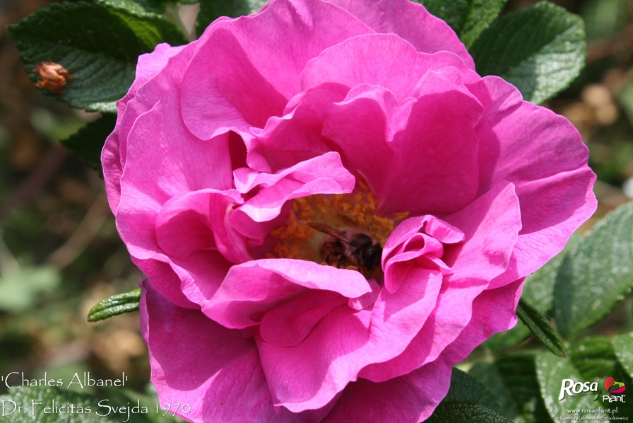 'Charles Albanel' rose photo