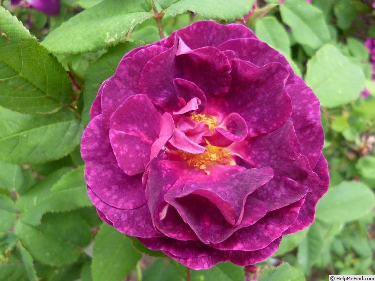 'Marbrée Violette' rose photo