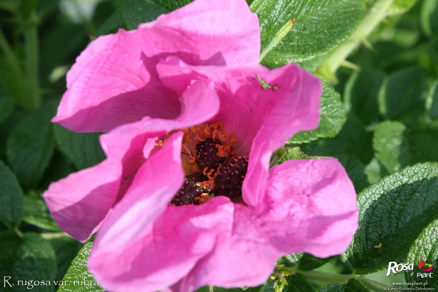 'Rubra (hybrid rugosa)' rose photo