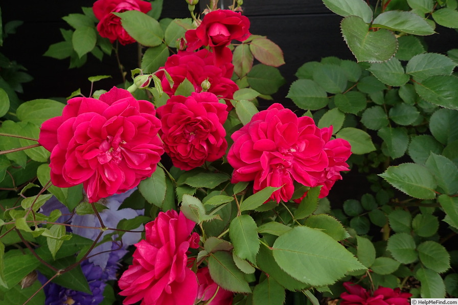 'Quadra' rose photo